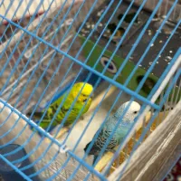 یک جفت مرغ عشق سرحال خوشگل باقفس