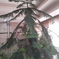 کاج مطبق به ارتفاع ۳ متر