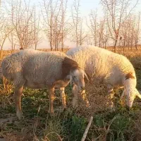 دوراس بره قوچی چینی