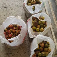 انار ترش قرمز