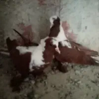 دوجفت ککیلی|پرنده|اردبیل, |دیوار