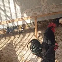خروس نژاد استرالوپ