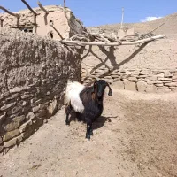 نر بز