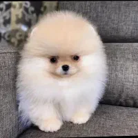 واگذاری فقط به خانم