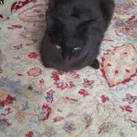 گربه سیاه پرشین خانگی