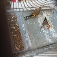 ماده سهره|پرنده|شیراز, کوشک میدان|دیوار