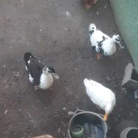 اوردک محلی|حیوانات مزرعه|لولمان, |دیوار