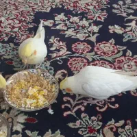 عروس هلندی نرو ماده ده ماهه|پرنده|هشتگرد, خور|دیوار