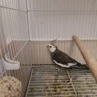 عروس هلندی بالغ