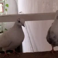 ۲ عدد کبوتر