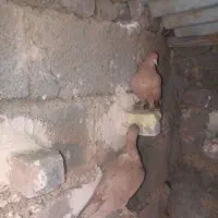 کفتر|پرنده|کرمان, |دیوار