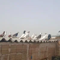 کفتر|پرنده|قم, کلهری|دیوار