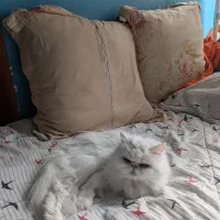 واگذاری گربه