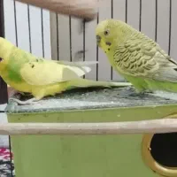 یک جفت مرغ عشق قیمت 400