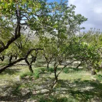 طرح باغ گستر هوره و سوادجان