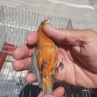 ماده قناری سرخ سوخته