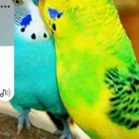 مراقبت از پرند عروس هلندی