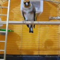 سهره دستی دهندار|پرنده|ابهر, |دیوار