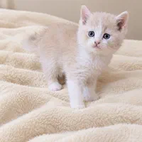 بچه گربه اسکاتیش بریتیش