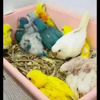 قبول سرپرستی پرندگان شما|پرنده|نوشهر, |دیوار