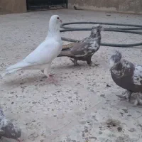 کبوتر|پرنده|شیراز, مسکن مهر شیراز|دیوار