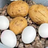 یرآلما یومورتا و عدسی داغ با سنگک