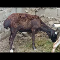 گوسفند تخم جمولی