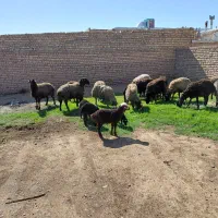 ۱۴راس میش وشیشک بره دار