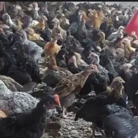 جوجه مرغ و خروس محلی و گلپایگانی
