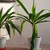 گل موزی بزرگ