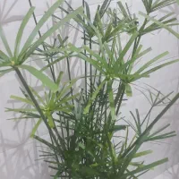 گل نخل مرداب و کاکتوس