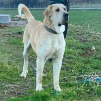 یک جفت سگ پژدر