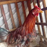 مرغ و خروس محلی|حیوانات مزرعه|شیراز, کوشک میدان|دیوار