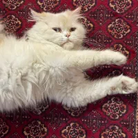 واگذاری فوری گربه
