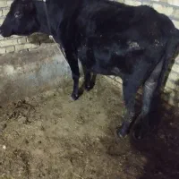 گاو چاق|حیوانات مزرعه|شادیان, |دیوار