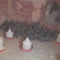 فروشی گوشواره دار