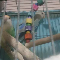 کوتوله با قفس