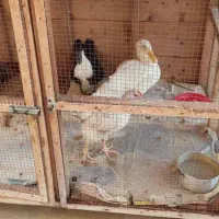 اردک با مرغ