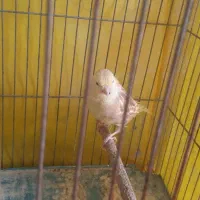 قناری نر|پرنده|ایلام, |دیوار