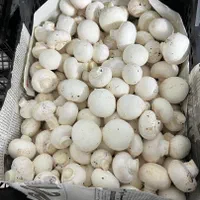 قارچ خوراکی|خوردنی و آشامیدنی|قم, باسکول|دیوار