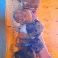 توله‌سگ‌های ژرمن سرابی سالم و باهوش|سگ|یزد, |دیوار