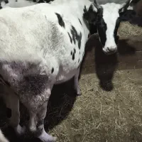 گاو محلی|حیوانات مزرعه|چوبر, |دیوار