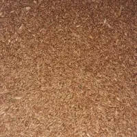 گندم بذری پایا