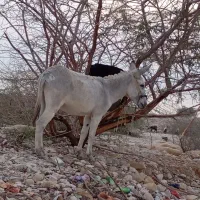 کنگان|حیوانات مزرعه|بوشهر, |دیوار