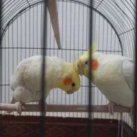 عروس هلندی