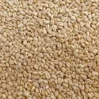 گندم بذری شیروان