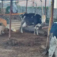 تلیسه‌گاوسمینتال‌شیری‌باگو‌ساله‌سمینتال‌نر