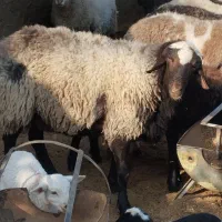 سلام یکی برای فروشی