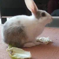 خرگوش