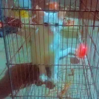 گربه با نژاد خوب رنگ چشم شرابی سه ماهه هم هستش|گربه|چابهار, |دیوار
